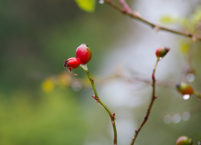 img00014.jpg