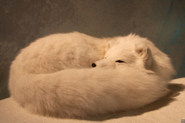 img00027.jpg