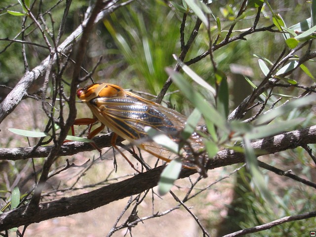 img00003.jpg