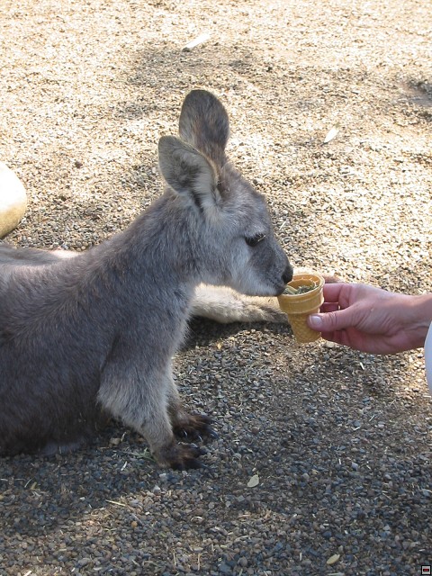 img00011.jpg