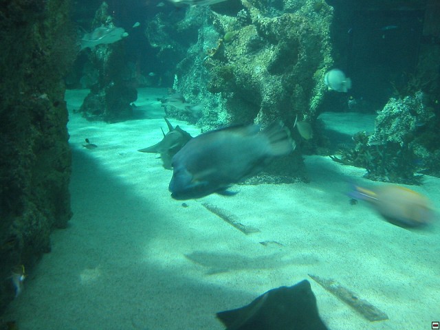 img00033.jpg
