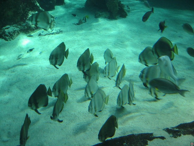 img00035.jpg