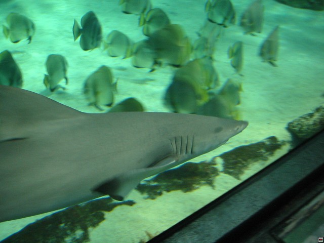 img00036.jpg