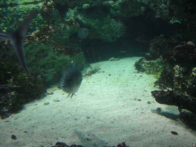 img00037.jpg