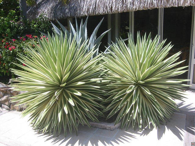 img00003.jpg