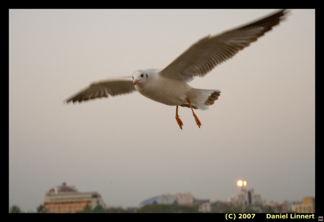 img00226.jpg