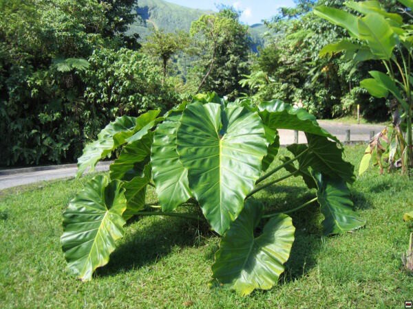 img00004.jpg