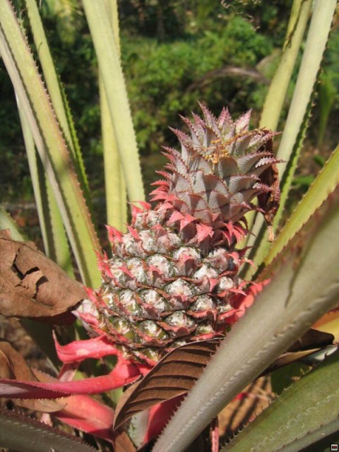img00004.jpg