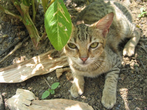 img00009.jpg