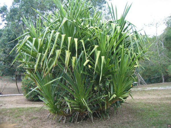 img00012.jpg