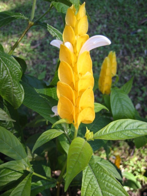 img00002.jpg