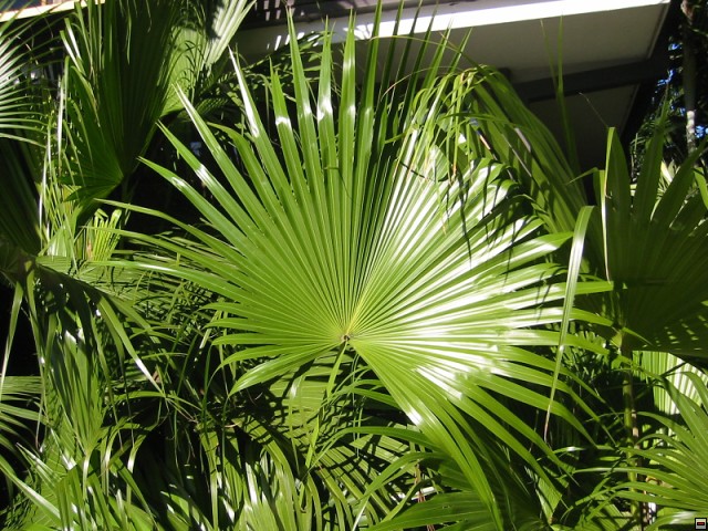img00003.jpg