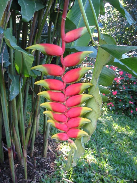 img00018.jpg