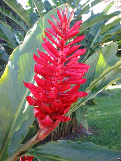 img00020.jpg