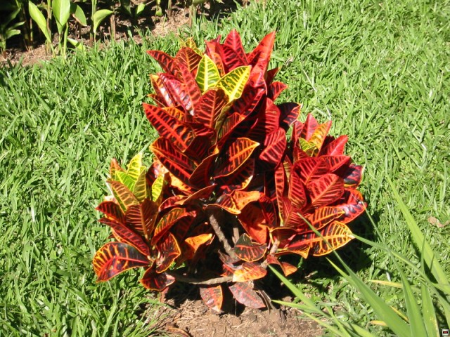 img00026.jpg