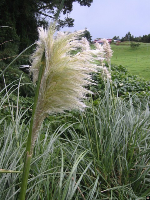 img00035.jpg