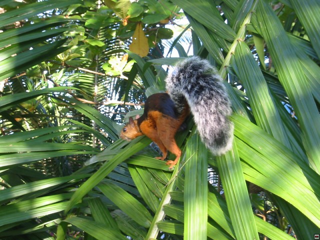 img00063.jpg