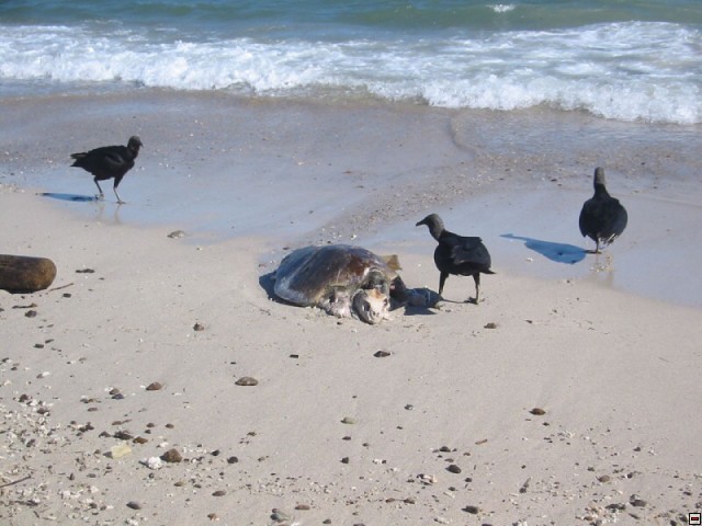 img00067.jpg