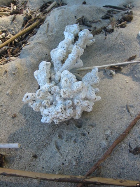 img00072.jpg