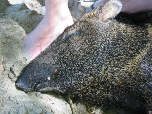 img00077.jpg