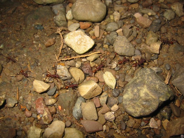 img00084.jpg