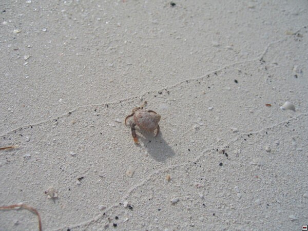 img00077.jpg