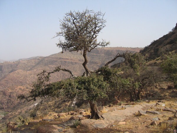 img00006.jpg