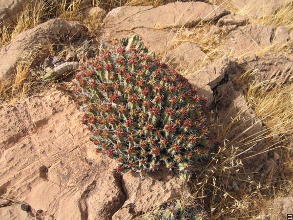 img00008.jpg