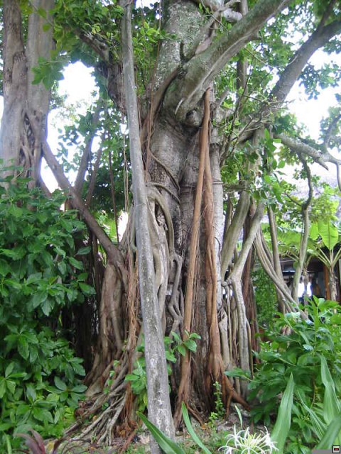 img00012.jpg