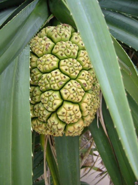img00013.jpg