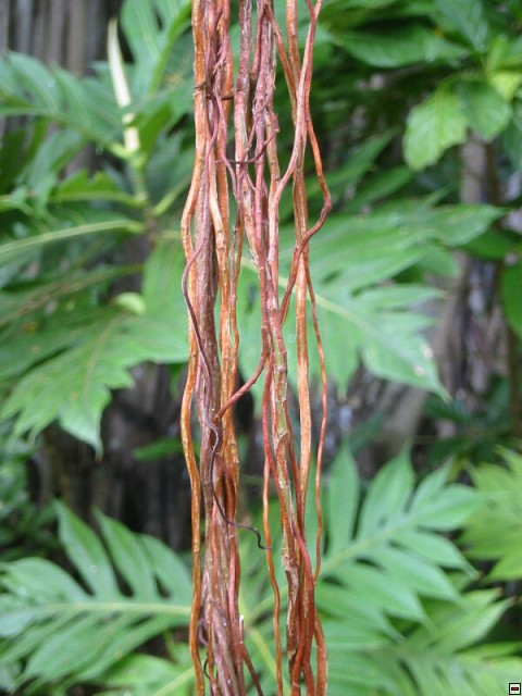 img00016.jpg