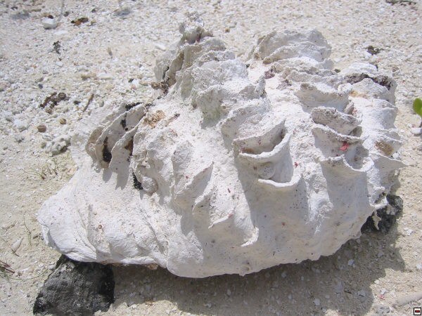 img00030.jpg