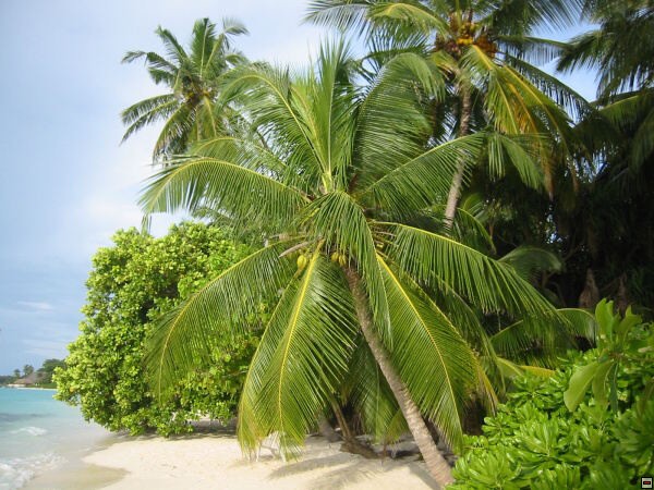 img00045.jpg