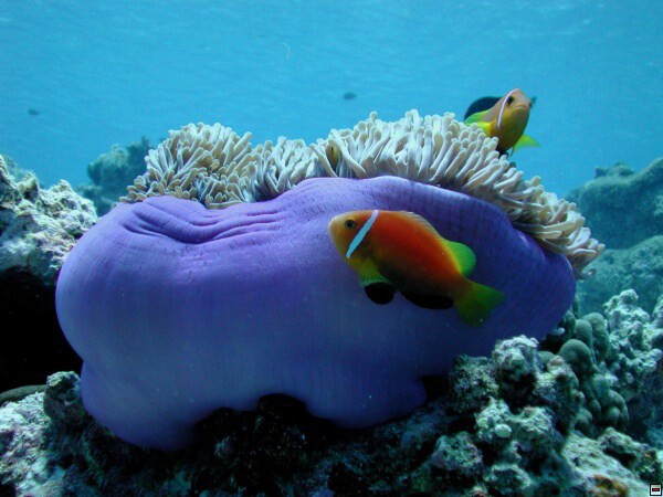 img00052.jpg