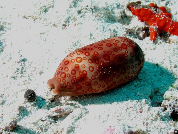 img00057.jpg