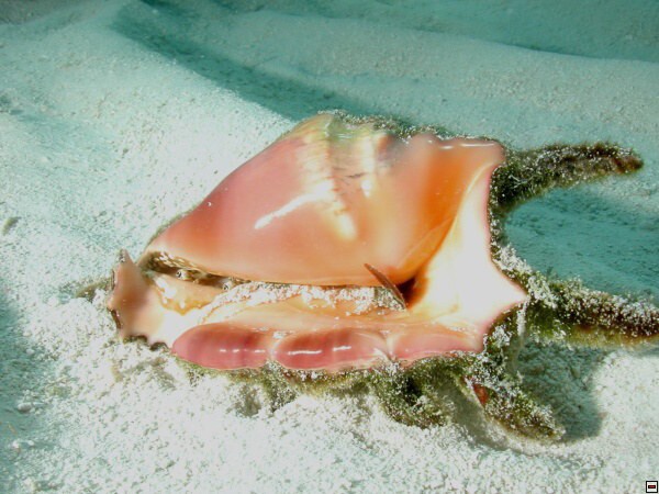 img00058.jpg