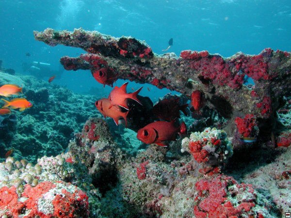 img00081.jpg