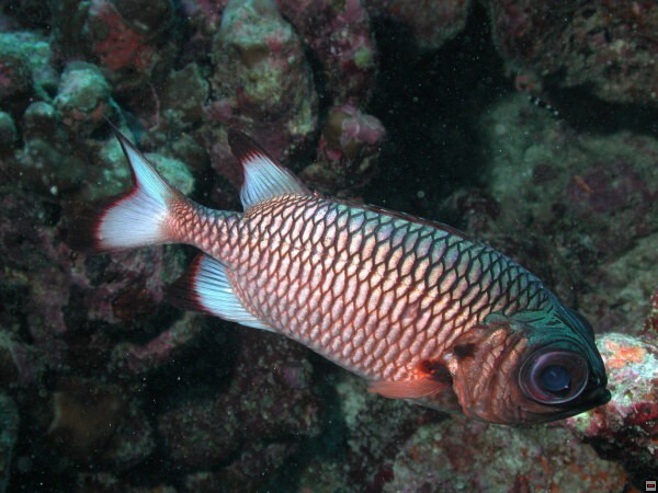 img00083.jpg