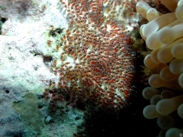 img00088.jpg