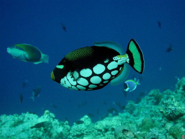 img00091.jpg