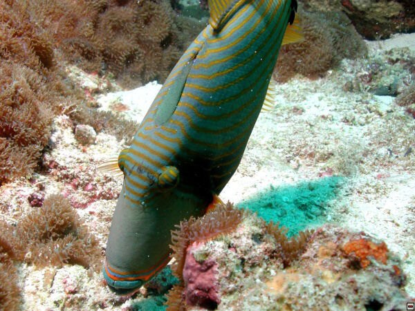img00092.jpg