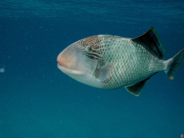 img00093.jpg