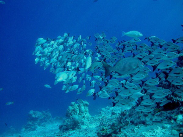 img00096.jpg