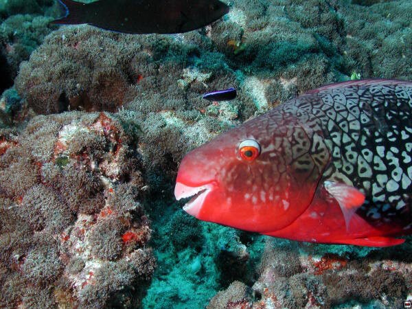 img00099.jpg