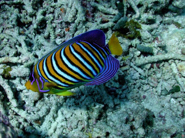 img00103.jpg