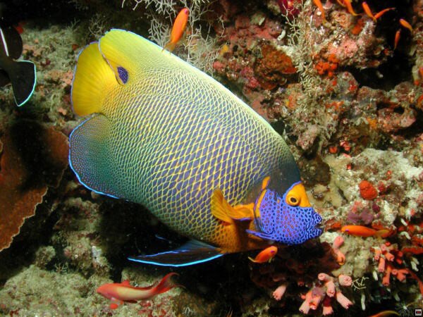 img00106.jpg