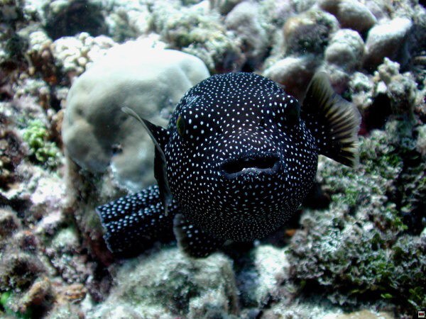 img00108.jpg