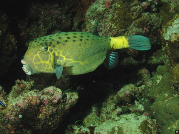 img00109.jpg