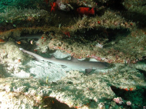 img00110.jpg