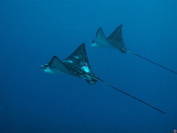 img00112.jpg